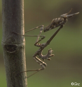 A mantis. Fotografa de Goz.