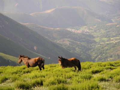 Cabalos galegos en San Mamede. Foto do autor da www.