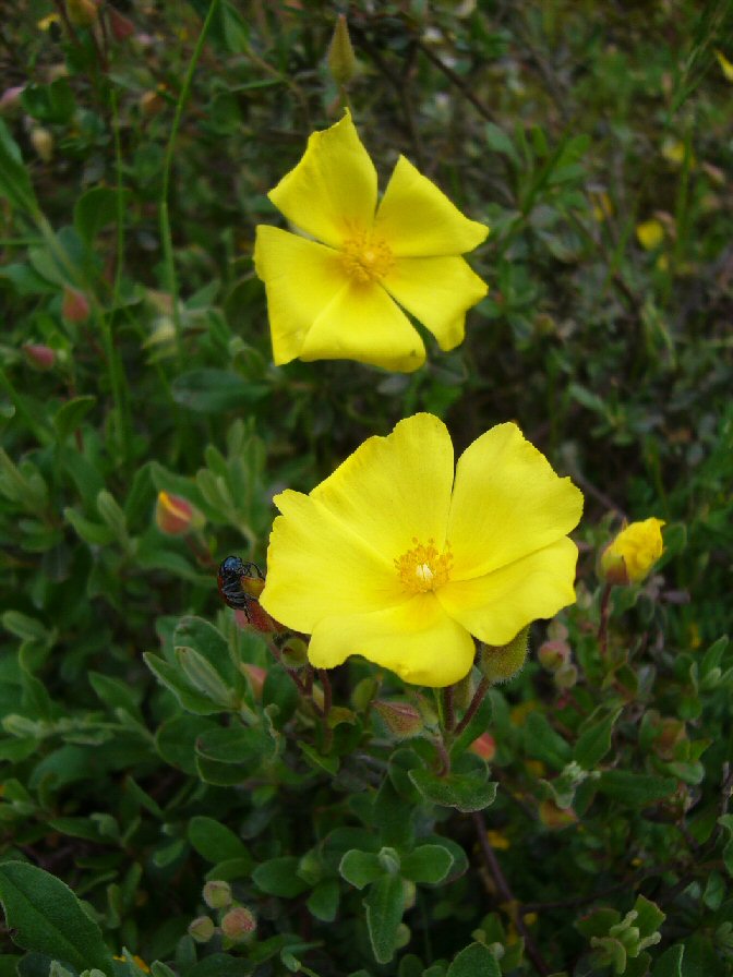 Carqueixa boieira.