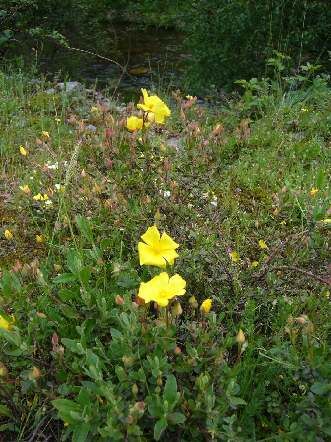 Carqueixa boieira.