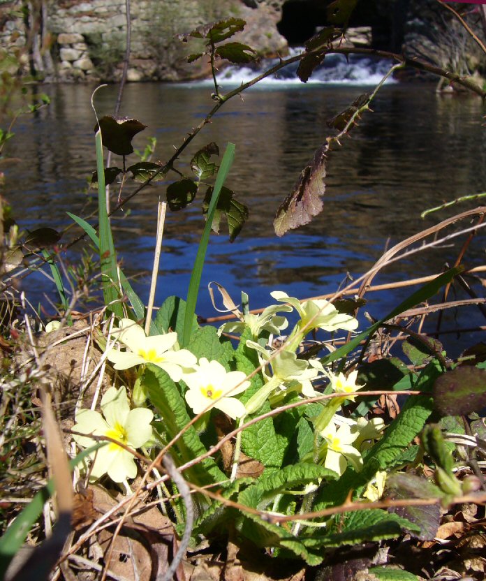 Primavera. Herba de San Pablo. C�ncaro.