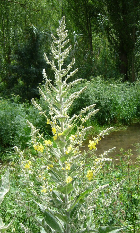 Verbasco. Seoane. Chup�n.