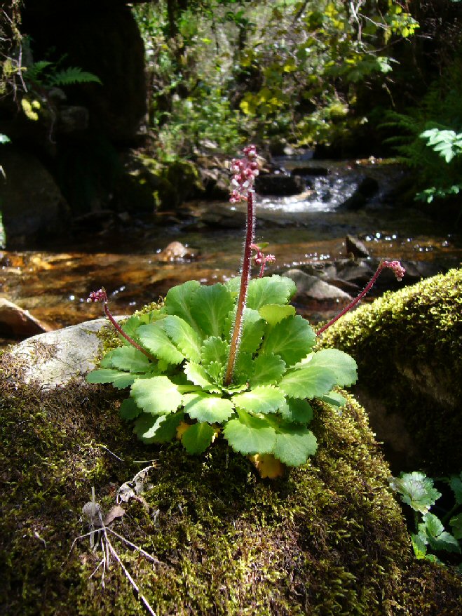 Abelairi�a. Taboazas. Chandrexa de Queixa.