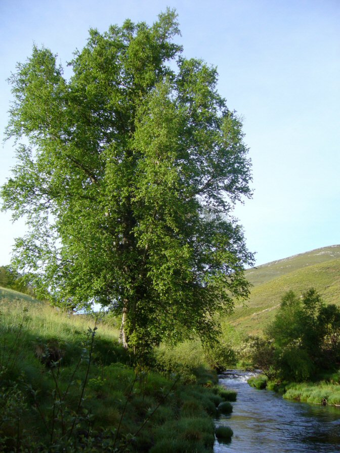 Bidueiro. R�o Navea. Chandrexa de Queixa. Ourense.