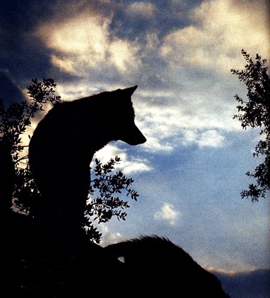 Fotografa de lobos aparecida na revista natura do mes de novembre do 2000. Sensacional.