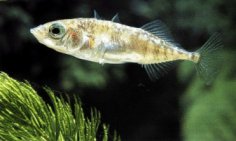 O espiento, un peixe que se atopa nos ros galegos.