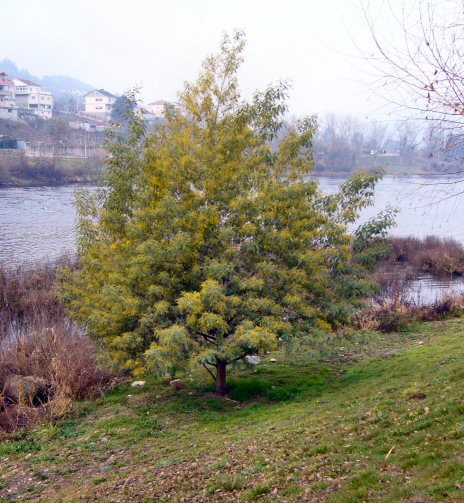 Mimosa en Ourense. R�o Mi�o. A Chabasqueira.