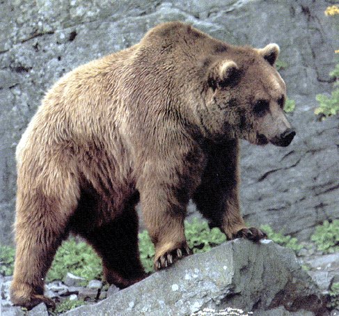 O oso pardo btase de menos en Galicia