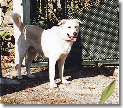 Este can de palleiro chmase Ruski e o seu dono  de Frieira. Moitas gracias por deixarme fotografar o can. 20-11-2001