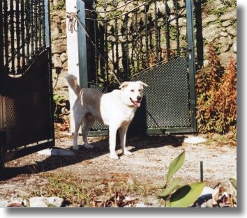 Ruski na porta da sa casa en Frieira. Ruski  un can de palleiro xoven.