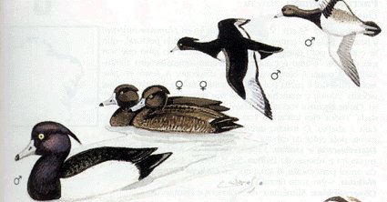Este dibuxo est sacado do libro Gua de     Aves de Galicia de Xos M. Penas Patio y otros.