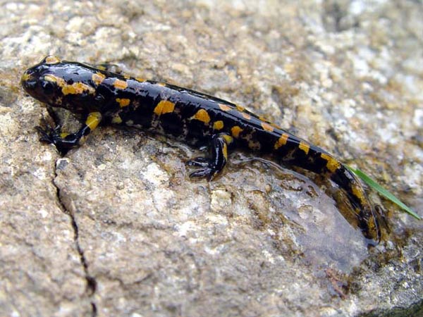 Salamandra salamandra.  Fotografa Fernando Bellido.