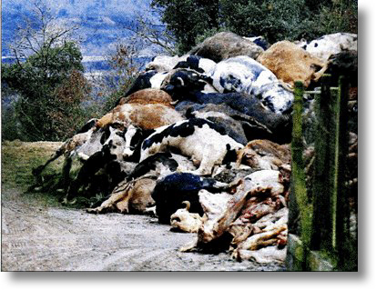 Vacas muertas apiladas en Ourense. Enero del 2001.