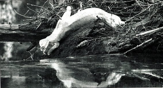 Fotografa del cerdo muerto en el ro Viao. La Regin. Ourense.