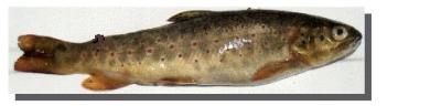 Troita comn. Salmo Trutta Fario