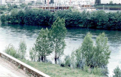 Amieiros no río Miño en Ourense.