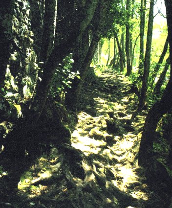 Bosque de Galería. Fotografía do libro de Susana Dominguez.