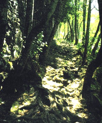 Bosque de Galera. Fotografa do libro de Susana Dominguez.