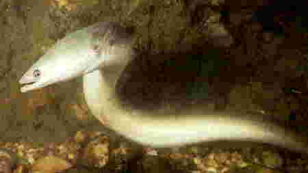 La anguila otro pez dificilmente localizable en Ourense.