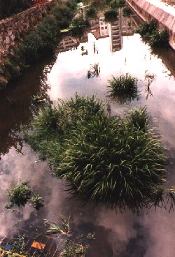 Río Barbaña ( Ourense) un exemplo do que non se debe facer coa auga.