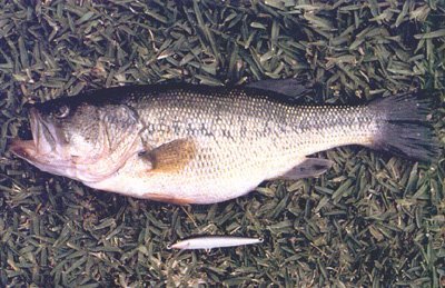 Black-Bass. Un peixe foráneo. Non se debera botar nos ríos galegos.