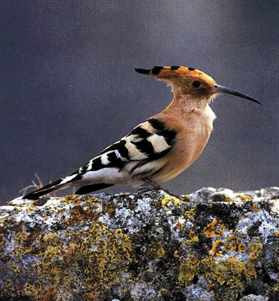 Fotografía sacada da revista Quercus de xaneiro do 2001.