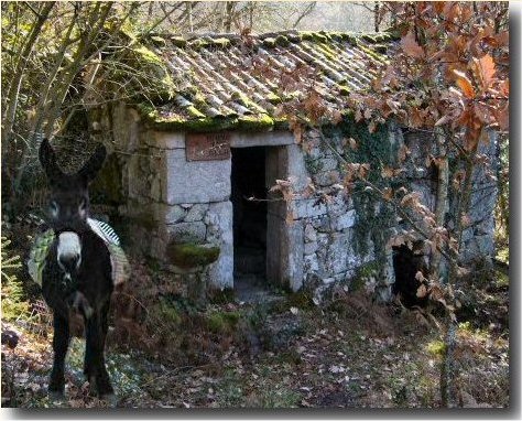 Montaxe: burro farieiro nun muo de Vilame, esperando os sacos de faria.