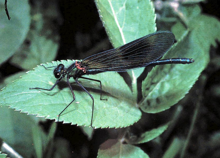 Libelia. Trtase da Calopteryx splendens e est sacada do libro Entomologa de Rick Imes. Unha fotografa espectacular.