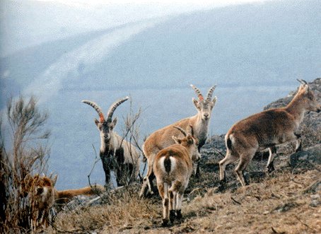 Cabras montesas no invernadeiro. Foto de Xurxo Lobato.