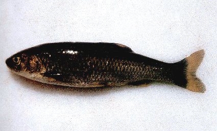 Cacho. Fotografía de Martín Mayo.