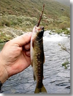 O autor da www, pescou esta troita sensacional no río Navea en Ourense. Unha troita autóctona, que por certo está nun cambito, pau onde se meten as troitas e os peixes