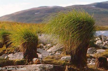 Na fotografa de Andrs Jacobson o Carex Nigra, en galego chmase carrizo e  tamn Buo.
