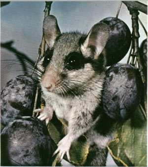 O Leir n Rabudo Glis Glis A Vida Nos R os Galegos O Leir n Rabudo Glis Glis A Vida Nos R os Galegos