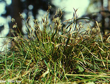 Carex digitata.