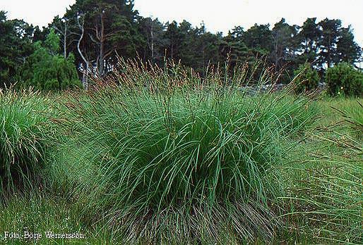 Fotografa do Carex Elata. Foto de Borje Wemeerschen.