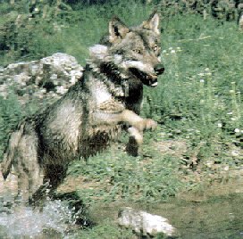 Imaxen dun lobo, saltando nun río. Foto do libro citado.
