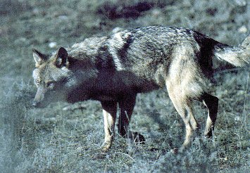 Outra boa imaxen do lobo.