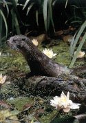 As minicentrais acaban ca nutria nos ros de Galicia.