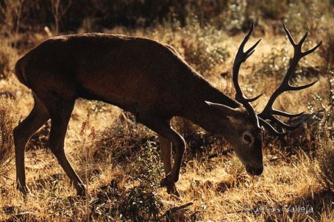 Fotografía de Jesús Calleja en Sierra de San Pedro en Cáceres. Sensacional.