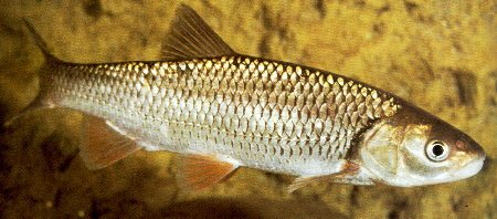 O escalo é un peixe moi común en Galicia.