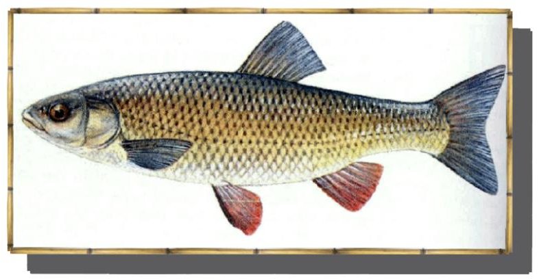 O escalo é o peixe máis abundante dos ríos galegos.
