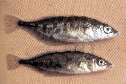 Espinosos do río Sar Na Coruña. A fotografía é de Martín Mayo.