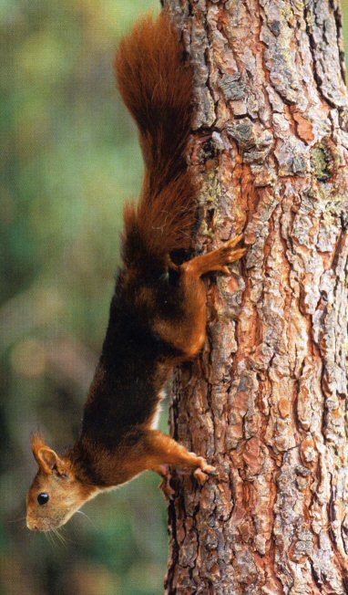 Fotografa de esquio sacada dun folleto da Voz de Galicia sobre a Fauna galega.