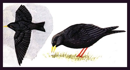 Dibuxo do libro Gua das aves de Galicia.Xos M. Penas.Carlos Pedreira e Carlos Silvar.