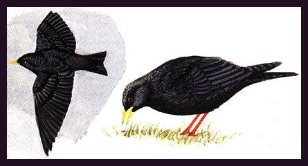 Dibuxo do libro Guía das aves de Galicia.Xosé M. Penas.Carlos Pedreira e Carlos Silvar.