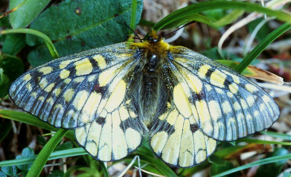 Parnassius Eversmanni. Fotografia  de Oleg Koster�n. Tampouco aparece en Galicia.