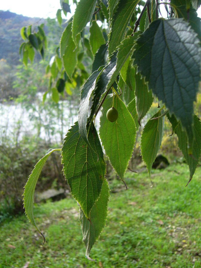 Lodoeiro (Almez). Ro Mio. (Outariz-Ourense).