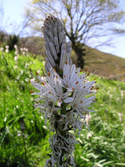 Abrotega. Chandrexa de Queixa. Ourense