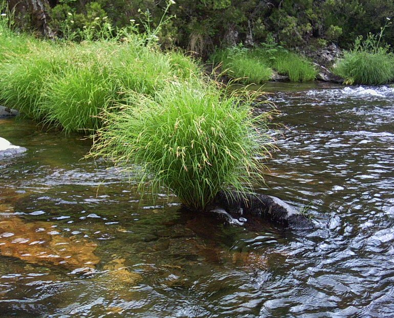 Carex, tamn chamados buos. Ro Navea. Ourense.