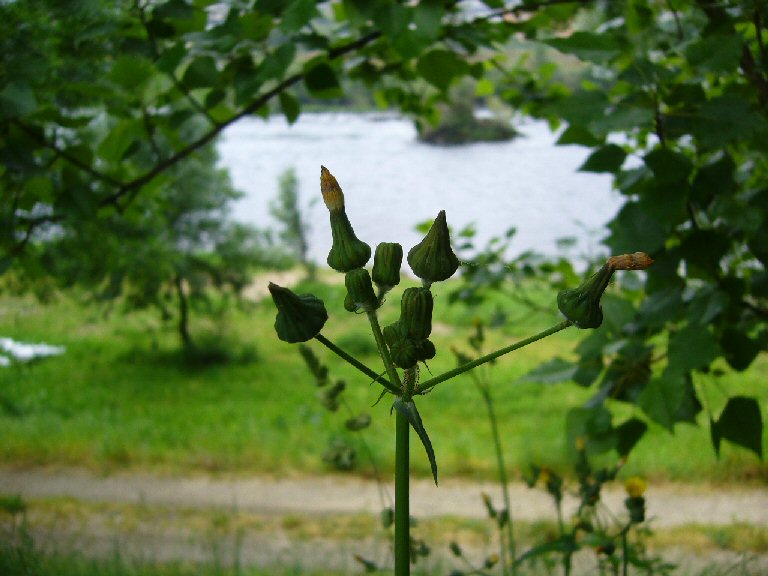 Casamelos no paseo das ninfas en Ourense. Ro MIo